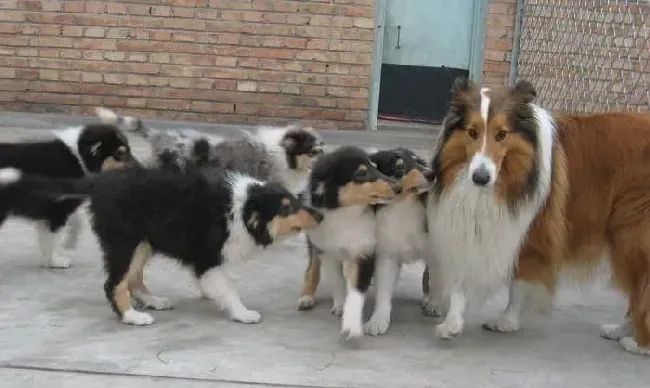 苏格兰牧羊犬|苏格兰牧羊犬干呕，没食欲应如何治疗