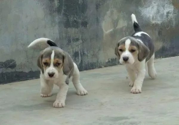 比格犬|为比格犬选择合适的洗浴液