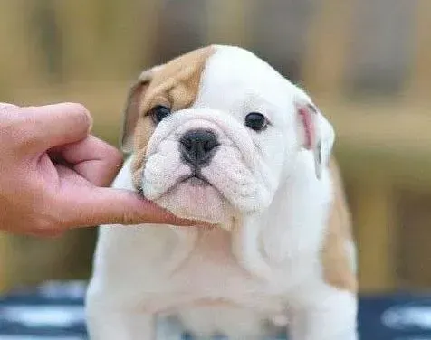英国斗牛犬|斗牛犬细小康复后，一直拉稀是什么问题