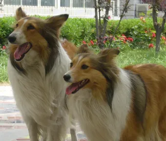 喜乐蒂犬能长多大 公狗比母狗通常大些 | 喜乐蒂