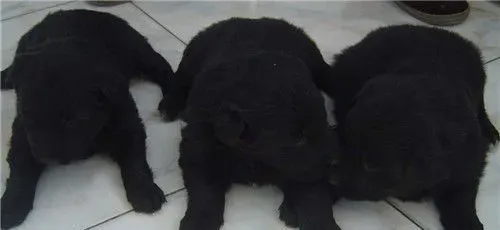 比利时牧羊犬多久立耳 五个月就开始立耳 | 比利时牧羊犬