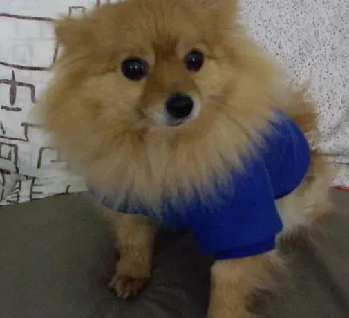 博美犬|胆量训练：如何训练自家博美犬的胆量