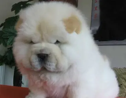 松狮犬原产地 松狮犬的原产地在中国 | 松狮犬