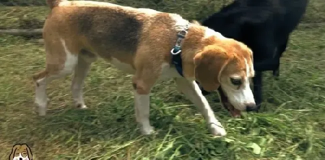 可爱检疫犬超认真执勤 很多旅客想要一起拍照 | 狗