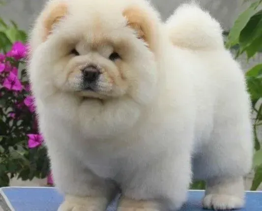 松狮犬|松狮犬把丝袜吞了没事吧