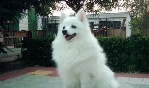 银狐犬吃什么牌子的狗粮好 为什么银狐犬要吃狗粮 | 银狐犬