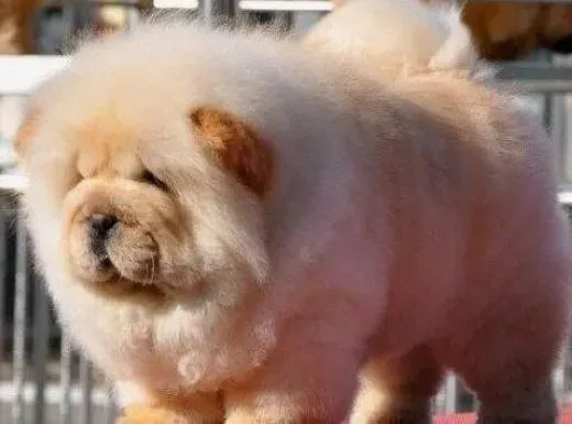 松狮犬|牙齿的健康是松狮犬身体健康的保证