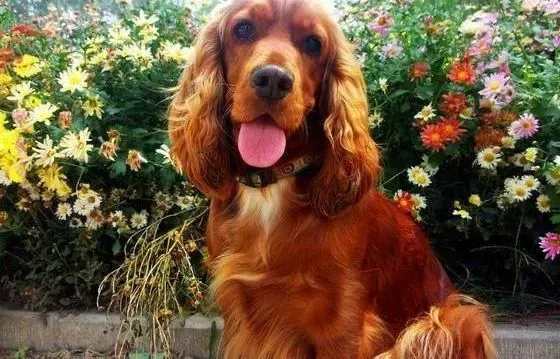 可卡犬|主人们怎样在可卡犬面前树立起威信