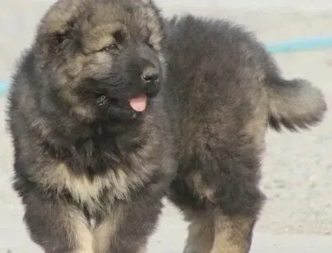 高加索犬|如何避免运动对高加索犬造成的巨大伤害