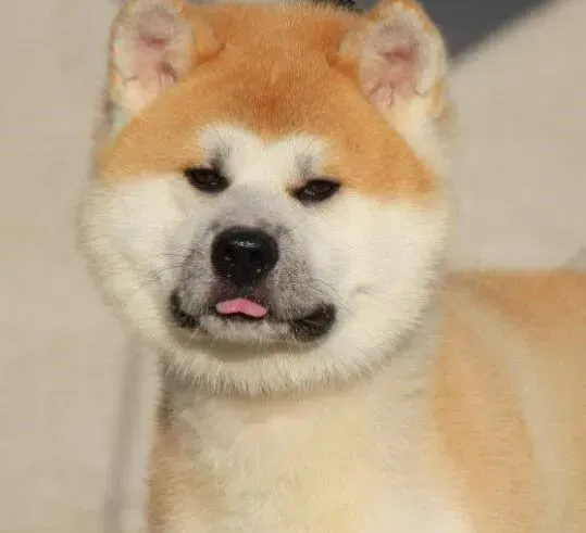 秋田犬|求方法 秋田犬眼周围红肿怎么治疗