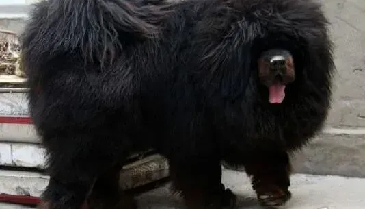 藏獒|藏獒有眼屎拉棕色稀便该怎么办