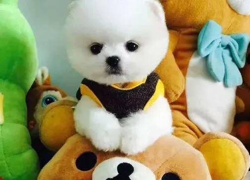 博美犬|食物种类多 博美犬饲主在选择时要谨慎
