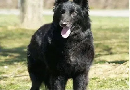 比利时牧羊犬|比利时牧羊犬皮肤瘙痒是怎么回事