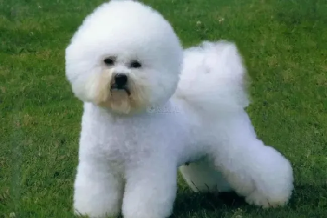 比熊犬|比熊犬去除泪痕小技巧