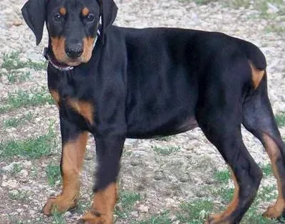杜宾犬|杜宾犬身上出现很多跳蚤应如何去除掉