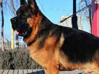 德国牧羊犬|德国牧羊犬饭后口吐黄水和白沫怎么办