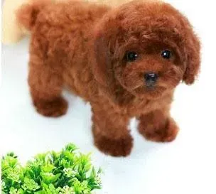 泰迪犬|泰迪犬最近不爱吃狗粮了应怎么办