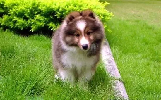 喜乐蒂|母犬母乳不足要如何养活仔喜乐蒂犬