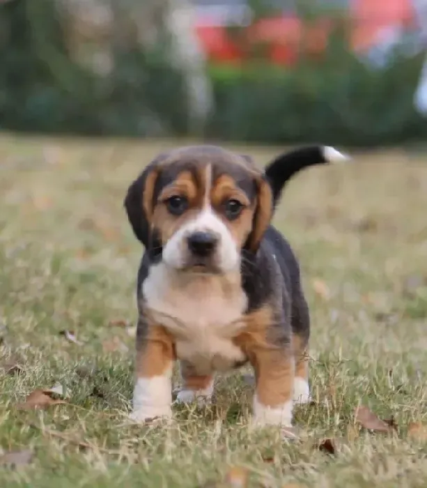 比格犬|急救 比格犬得了细小怎么治疗能康复