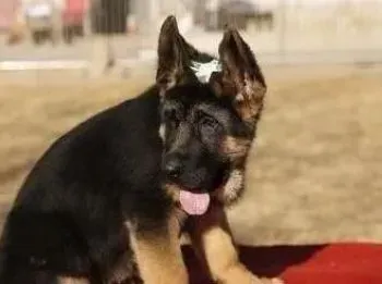 德国牧羊犬|完美的德国牧羊犬是这样被主人们训练的