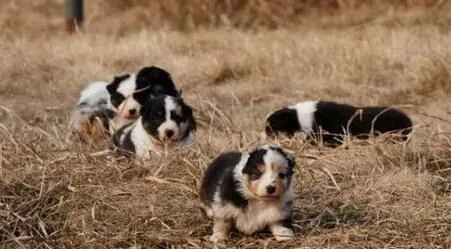 澳洲牧羊犬一般有多大 雄性澳牧肩高18到20英寸 | 澳洲牧羊犬