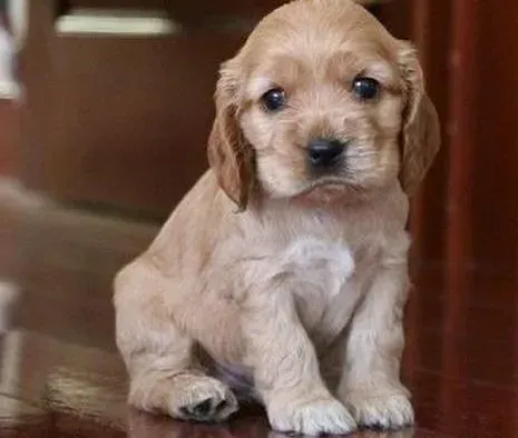 可卡犬|怎么对待可卡犬护食的毛病