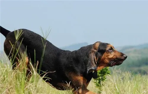 寻血猎犬怎么训练 敏捷训练时了解几项事实 | 寻血猎犬