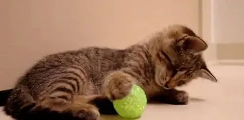 为什么猫喜欢球 猫喜欢滚来滚去的圆形玩具 | 狗粮