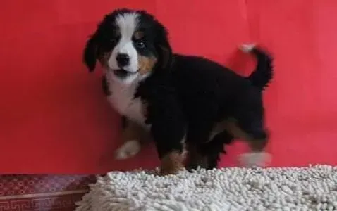 伯恩山犬|伯恩山犬一天一餐的饮食习惯有哪些好处