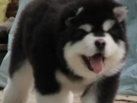 阿拉斯加犬|亲密无间 阿拉斯加雪橇犬是人类的好伙伴