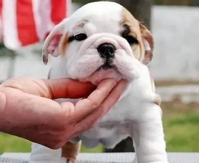 英国斗牛犬|如何让斗牛犬有一个安稳的晚年生活