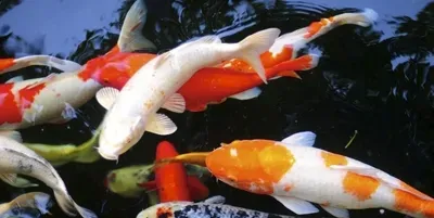 锦鲤颜色怎么样搭配 根据自己爱好搭配