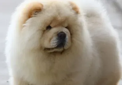 松狮犬原产地 松狮犬的原产地在中国 | 松狮犬