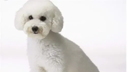 白色泰迪犬和比熊的区别 最大的区别在于毛发 | 泰迪
