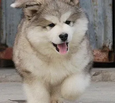 阿拉斯加犬|阿拉斯加犬要怎么训练 需要训练哪些项目