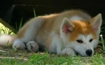 秋田犬|秋田犬感冒了不爱吃东西怎么办
