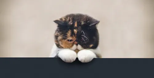 怎样给猫做绝育手术 绝育手术中的注意事项 | 绝育