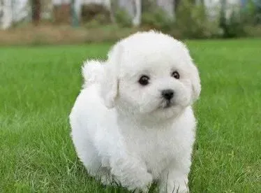 白色泰迪犬和比熊的区别 最大的区别在于毛发 | 泰迪