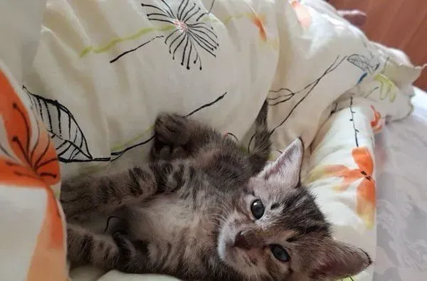 虎斑猫整只爬到爸爸头上 塞乃理毛景象超可爱 | 猫