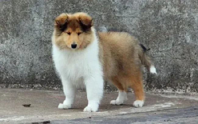 苏格兰牧羊犬|苏格兰牧羊犬拉稀、不吃狗粮怎么办