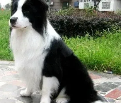 边境牧羊犬|导致边境牧羊犬出现异常脱毛的两方面