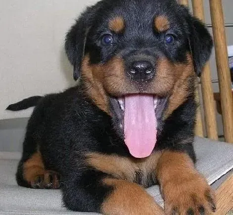 罗威纳犬|如何让罗威纳犬喜欢上独处