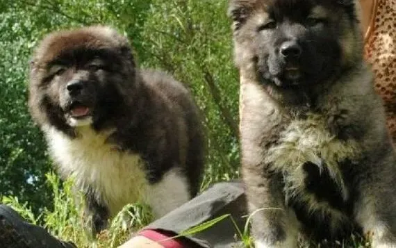 高加索犬|护理须知 高加索犬的妊娠期要怎样护理