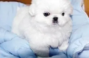 京巴狗|京巴狗驱虫后已经没有虫子了为什么还拉稀呢