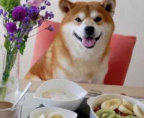 秋田犬|秋田犬身上有很多皮屑怎么办 是螨虫吗