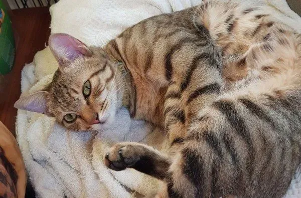 虎斑猫整只爬到爸爸头上 塞乃理毛景象超可爱 | 猫