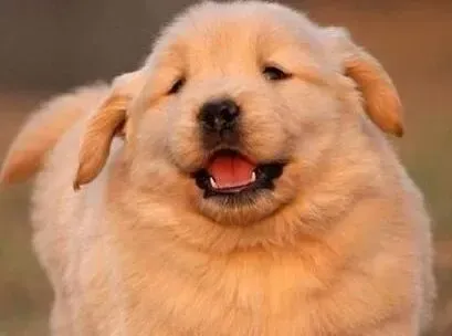 金毛|教你掌握正确的饲养和管理金毛犬方面的知识