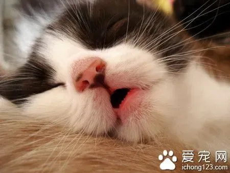 猫打喷嚏怎么回事 4个原因易致猫咪打喷嚏 | 猫