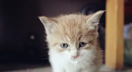 小猫为什么粘人 大部分主人过份宠爱小猫 | 猫