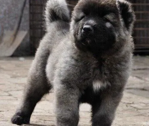 高加索犬|关爱高加索犬，关注其异常行为